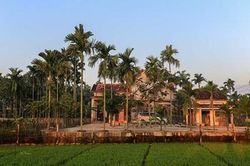 Hoa cau rụng đầy nỗi nhớ