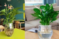 5 loại cây 'xịn' như điều hòa, vừa mát lại lọc sạch không khí