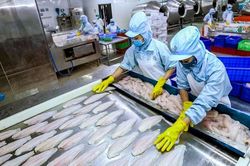 Bấp bênh cá tra xuất khẩu