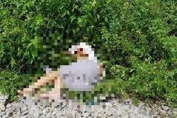 Hai thanh niên đồng ngũ bị tàu hỏa tông tử vong khi băng qua đường sắt