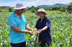 Chư Pưh: Sâu keo gây hại nhiều diện tích bắp