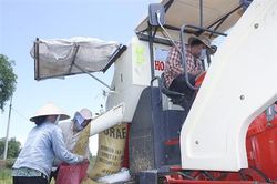 Đất đang xanh một màu xanh Quảng Trị