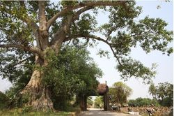 Hỗ trợ người dân phát triển du lịch tại Làng cổ Đường Lâm
