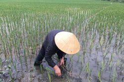 'Mưa vàng' cứu nhiều diện tích cây trồng ở Nghệ An