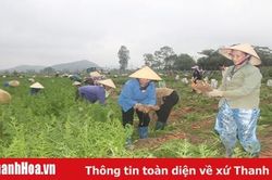 Xuất khẩu rau quả còn nhiều tiềm năng