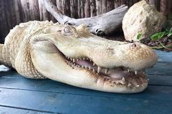 Cá sấu trắng cực hiếm trong công viên ở Florida