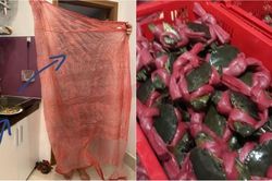 Có 1-0-2: Mua cua biển được tặng cả...'áo mưa'