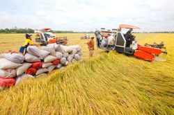 Tình huống hiếm gặp, thế mạnh Việt khó khăn chưa từng có