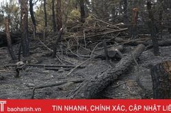 Cháy rừng ở Đức Thọ gây thiệt hại 6,5ha