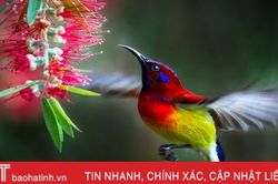 Tay máy Việt Nam đoạt giải cao nhất cuộc thi ảnh quốc tế AGORA Images Beauty 2019