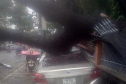 Cây xanh bật gốc đổ đè bẹp ô tô