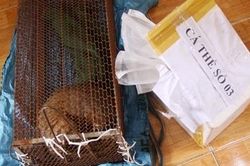 Khởi tố hai đối tượng săn bắt tê tê java quý hiếm