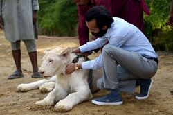 Nhà giàu Pakistan nuôi sư tử làm thú cưng