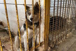 Lũ lụt lịch sử ở Siberia, Nga dùng xe tăng lội nước giải cứu động vật