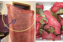 Mua cua giá hời, chàng trai 'ngã ngửa' mớ dây buộc dài như áo mưa