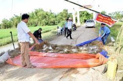 Các địa phương cần bổ sung giải pháp phù hợp cho từng vùng dịch tả lợn châu Phi