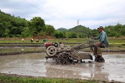 Người dân miền núi Nghệ An tất tả xuống đồng sau mưa