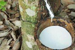 Thăng trầm xuất khẩu cao su