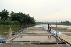 'Ngư phủ' Đà giang chủ động giảm nhẹ thiệt hại do thiên tai
