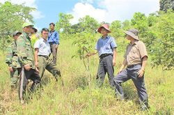 Hỗ trợ đầu tư trồng 100 ha mô hình 'Phục hồi rừng tự nhiên trên đất trống' tại Khu Bảo tồn tự nhiên Bắc Hướng Hóa