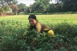 Đời sống 'Linh hồn' của làng rau
