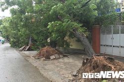 Bão số 2 làm 5 người thương vong, cây xanh đổ la liệt