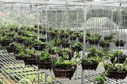 50 giò lan quý trị giá hơn 2 tỷ đồng bị kẻ trộm 'khoắng' sạch lúc sáng sớm