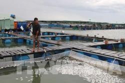 Có 90% mẫu cá chết trên sông Trà Và bị nhiễm ký sinh trùng