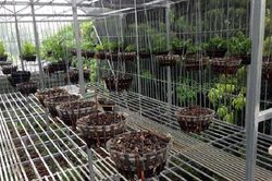 Trộm đột nhập trong đêm cuỗm sạch 50 giò lan trị giá 2 tỷ đồng
