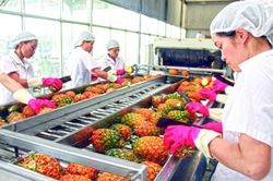 Xuất khẩu nông sản sau các FTA: Hiểu rõ để tránh chủ quan