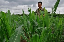 Sâu keo phá tơi tả hàng nghìn ha hoa màu: Ai sẽ cứu dân?