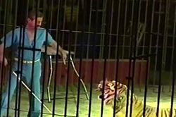 Thầy dạy thú nổi tiếng chết thảm vì bị đàn hổ cắn xé