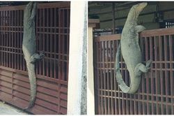 Kỳ đà to như cá sấu mò vào nhà dân gây sốc