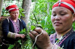Băng rừng theo người Dao đỏ Sapa hái lá thuốc tắm 'thần dược'