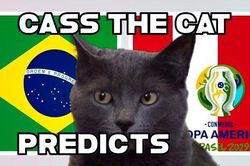 Xem Mèo tiên tri 'phán' kết quả chung kết Brazil vs Peru