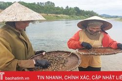 Mùa hến trên sông Ngàn Phố