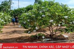 Chủ vườn mẫu Hà Tĩnh chia sẻ kinh nghiệm giữ màu xanh cây trồng khi nắng hạn