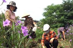 Người phụ nữ quyết tâm giải tỏa 5 tấn rác thải, xây đường hoa làm đẹp môi trường