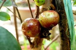Chiêm ngưỡng vườn nho thân gỗ độc đáo ở xứ Cù Lao