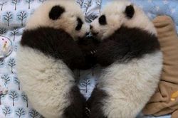Cặp gấu trúc song sinh nặng nhất thế giới ra đời ở Trung Quốc