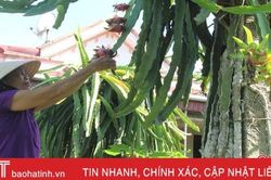 Cán bộ nói thật, làm thật, người dân Hà Tĩnh phá vườn tạp xây dựng 'miền quê đáng sống'