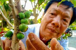 Độc đáo vườn nho thân gỗ cho hiệu quả kinh tế cao