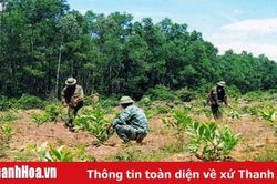 Hiệu quả công tác phối hợp giữa lực lượng vũ trang với MTTQ các đoàn thể trong quản lý bảo vệ rừng ở huyện Như Xuân