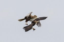 Vợ chồng diều hâu tung hứng mồi trên không như diễn xiếc