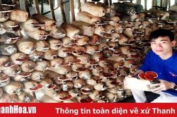 Tự động hóa trồng nấm: Từ ý tưởng đến thực tiễn