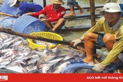 Nguy cơ 'mất kiểm soát' của ngành hàng cá tra