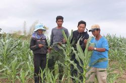 Sâu keo hại bắp tăng mạnh: Thấp thỏm nỗi lo