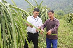 Cây thanh long ruột đỏ ở bản Đông