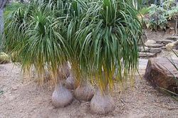 Độc đáo loài lan dáng như chiếc bình rượu ở Việt Nam