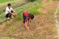 Thanh Hóa: Lúa bị chết cháy sau khi phun thuốc trừ cỏ